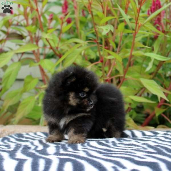 Trinity, Pomeranian Puppy